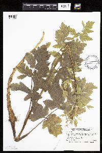 Pastinaca sativa image