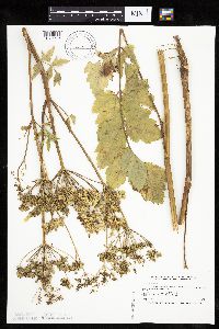 Pastinaca sativa image