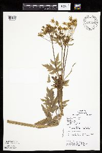 Pastinaca sativa image