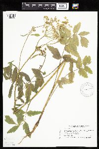 Pastinaca sativa image