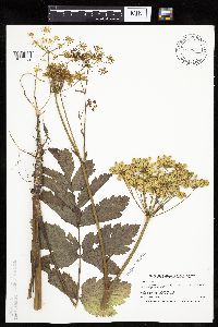 Pastinaca sativa image