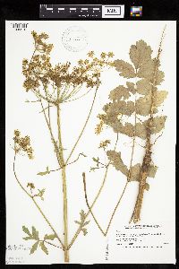 Pastinaca sativa image
