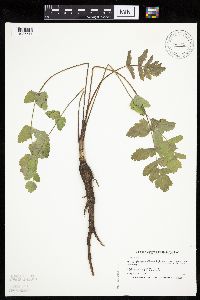 Pastinaca sativa image