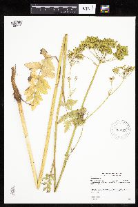 Pastinaca sativa image