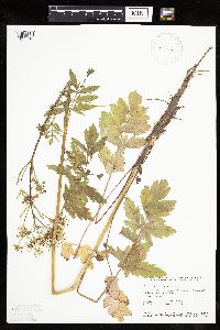 Pastinaca sativa image
