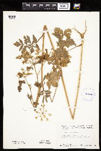 Pastinaca sativa image