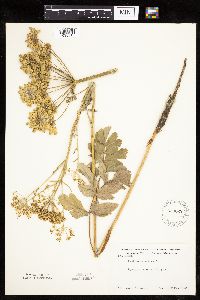 Pastinaca sativa image