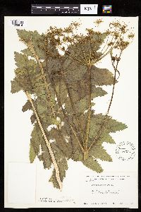 Pastinaca sativa image