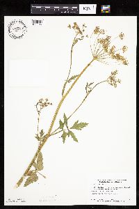 Pastinaca sativa image