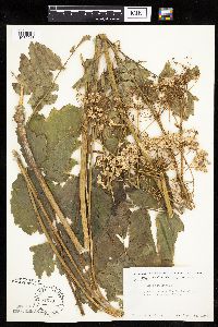Pastinaca sativa image