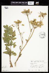Pastinaca sativa image