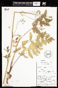 Pastinaca sativa image