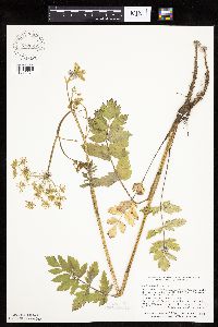 Pastinaca sativa image