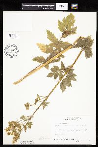 Pastinaca sativa image