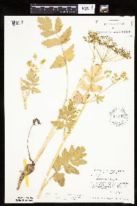 Pastinaca sativa image