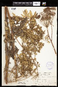 Pastinaca sativa image