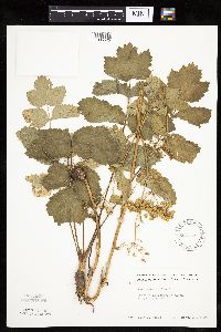 Pastinaca sativa image