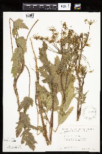 Pastinaca sativa image