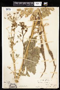 Pastinaca sativa image