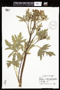 Pastinaca sativa image