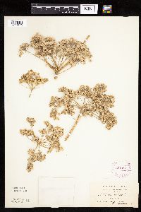 Pastinaca sativa image