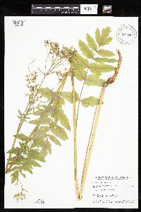 Pastinaca sativa image