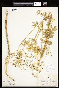Pastinaca sativa image