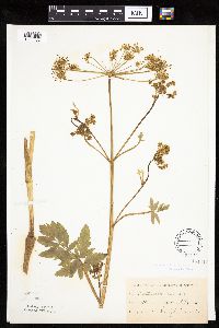 Pastinaca sativa image