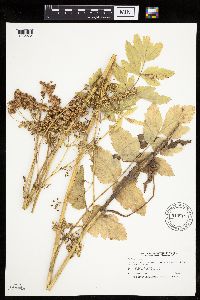 Pastinaca sativa image