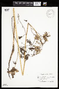 Pastinaca sativa image