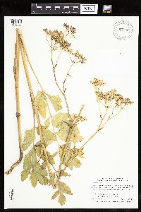 Pastinaca sativa image