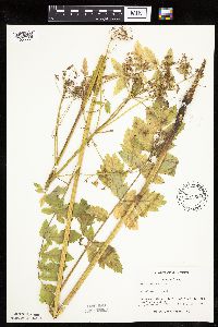 Pastinaca sativa image