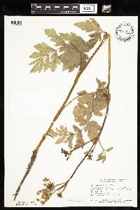 Pastinaca sativa image