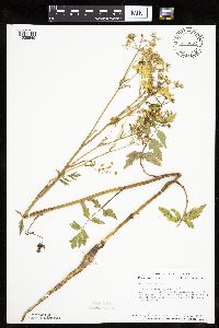 Pastinaca sativa image