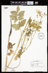 Pastinaca sativa image