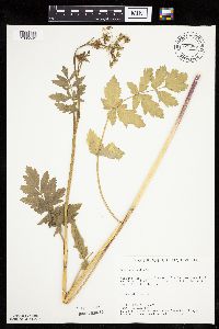 Pastinaca sativa image