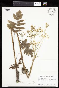Pastinaca sativa image