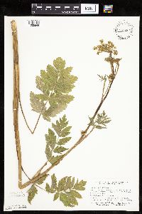 Pastinaca sativa image