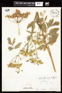 Pastinaca sativa image