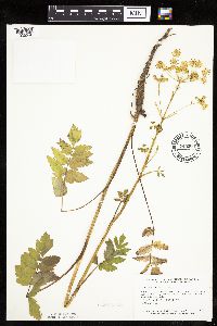 Pastinaca sativa image