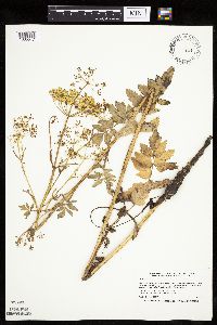 Pastinaca sativa image