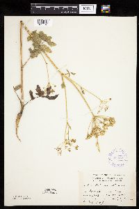 Pastinaca sativa image
