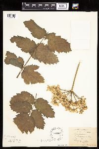 Pastinaca sativa image