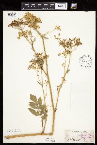 Pastinaca sativa image
