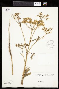 Pastinaca sativa image