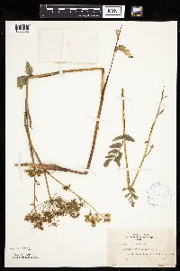 Pastinaca sativa image