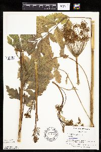 Pastinaca sativa image
