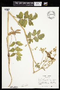 Pastinaca sativa image