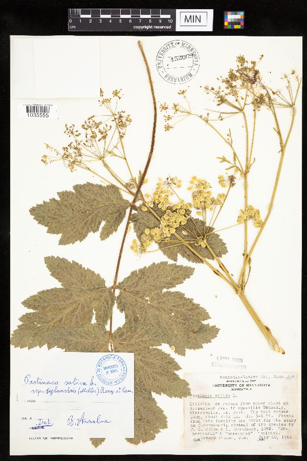 Pastinaca sativa image