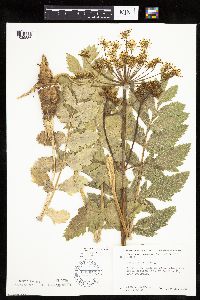 Pastinaca sativa image
